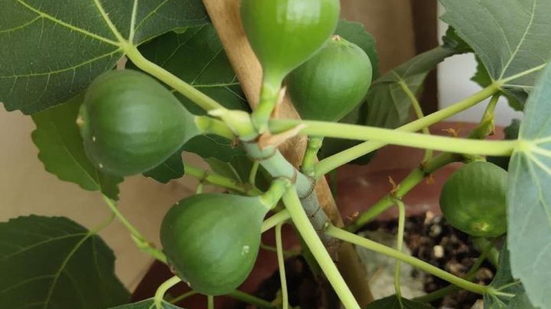 成都信息系统集成：揭秘其核心要素与实施路径